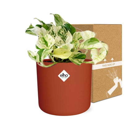 Kamerplant - Epipremnum Pinnatum Happy Leaf - Pot Ø 14cm