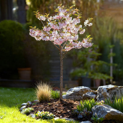 Buitenplant - Prunus incisa Koujou-no-mai op stam - Winterhard - Pot Ø 19cm Hoogte ↕ 90cm