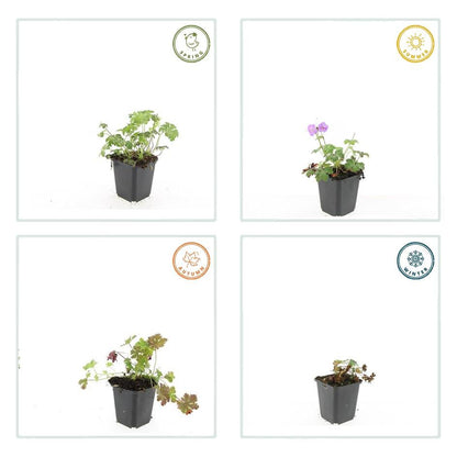 Buitenplant 48x Geranium cant. 'Cambridge' - Bloeiend - Pot Ø 9cm Hoogte ↕ 10-25cm