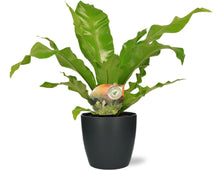 Kamerplant - Asplenium Nidus - Pot Ø 17cm Hoogte ↕ 60cm