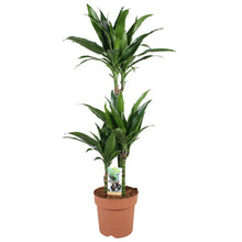 Kamerplant - Dracaena Janet Craig 60-30-15 - Pot Ø 21cm Hoogte ↕ 100cm