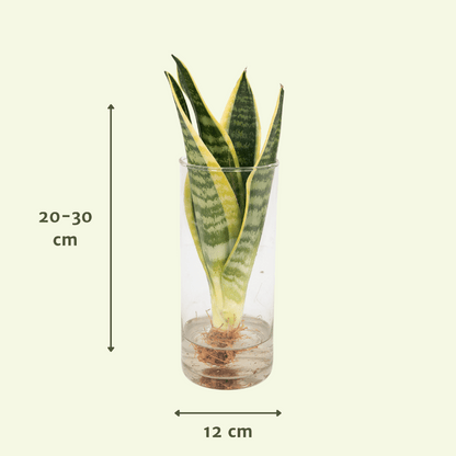 Kamerplant - Sanseveria in Cylinder Glas - Pot Ø 12cm Hoogte ↕ 30cm