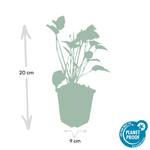 Buitenplant 6x Persicaria amplexicaulis - Bloeiend - Pot Ø 9cm Hoogte ↕ 10-25cm