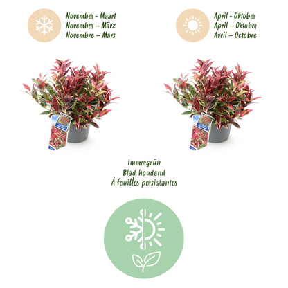 Buitenplant - Leucothoe Colour Diamond - Groenblijvend - Pot Ø 17cm Hoogte ↕ 45cm