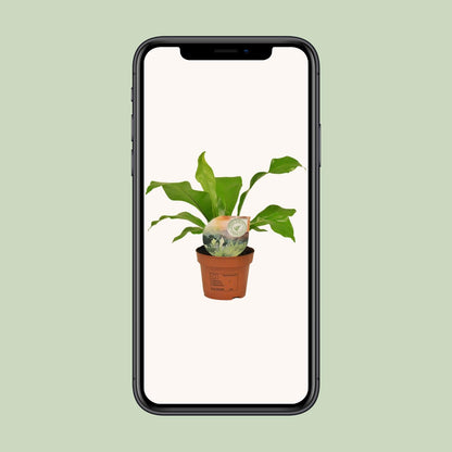 Kamerplant - Asplenium nidus - Pot Ø 12cm Hoogte ↕ 35cm