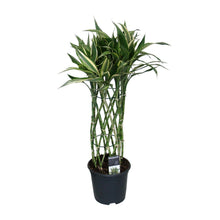 Kamerplant - Dracaena Godsefiana - Pot Ø 19cm Hoogte ↕ 75cm