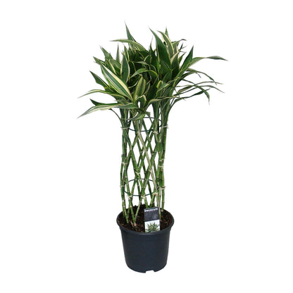 Kamerplant - Dracaena Godsefiana - Pot Ø 19cm Hoogte ↕ 75cm