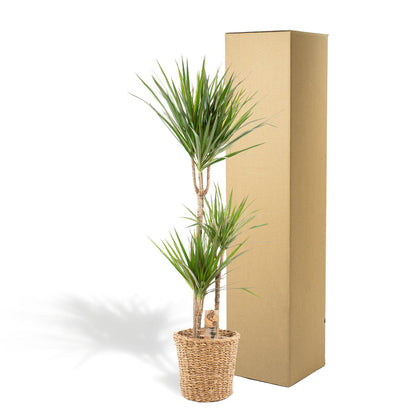 XL kamerplant - Dracaena - Pot Ø 21cm Hoogte ↕ 120cm