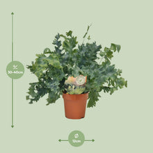 Kamerplant - Phlebodium Davana - Pot Ø 12cm Hoogte ↕ 35cm