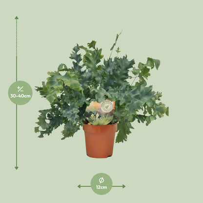 Kamerplant - Phlebodium Davana - Pot Ø 12cm Hoogte ↕ 35cm