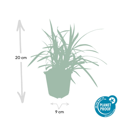 Buitenplant 6x Carex morrowii 'Irish Green' - Pot Ø 9cm Hoogte ↕ 10-25cm