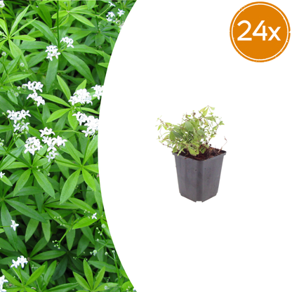 Buitenplant 24x Galium odoratum - Pot Ø 9cm Hoogte ↕ 10-25cm