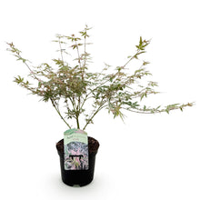 Buitenplant - Acer palmatum 'Iyoshi' - Roze - Bladverliezend - Pot Ø 19cm Hoogte ↕ 70cm