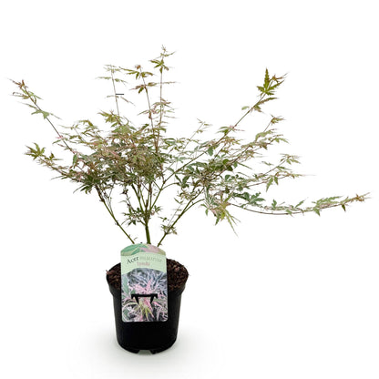 Buitenplant - Acer palmatum 'Iyoshi' - Roze - Bladverliezend - Pot Ø 19cm Hoogte ↕ 70cm