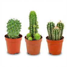 Kamerplant 3x Mini Cactus Set - Pot Ø 5,5cm Hoogte ↕ 5-10cm