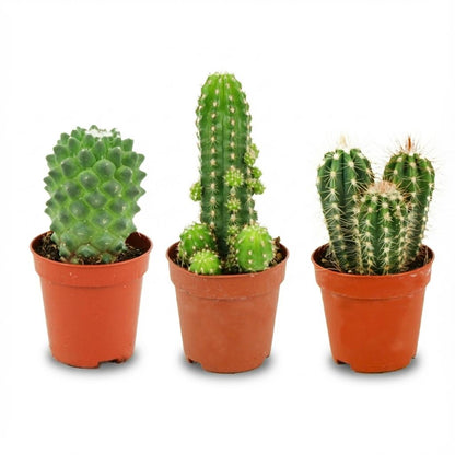 Kamerplant 3x Mini Cactus Set - Pot Ø 5,5cm Hoogte ↕ 5-10cm