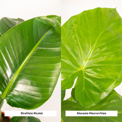 Kamerplant set - Strelitzia Nicolai + Alocasia Macrorrhiza - Met mand - Pot Ø 19cm