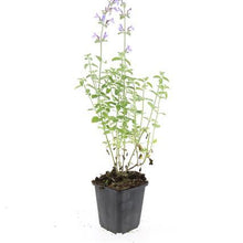 Buitenplant 48x Nepeta 'Walker's Low' - Bloeiend - Pot Ø 9cm Hoogte ↕ 10-25cm