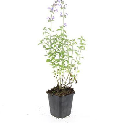 Buitenplant 48x Nepeta 'Walker's Low' - Bloeiend - Pot Ø 9cm Hoogte ↕ 10-25cm