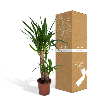 Kamerplant - Yucca Elephantipes - Pot Ø 17cm Hoogte ↕ 85cm