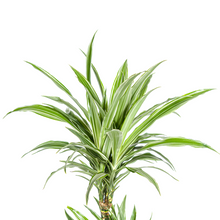 Kamerplant - Dracaena Deremensis White Stripe - Pot Ø 19cm Hoogte ↕ 70-90cm