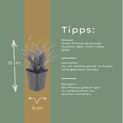 Buitenplant 6x Carex morrowii - Pot Ø 9cm Hoogte ↕ 10-25cm