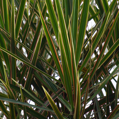 Green BoutiQ - Green is... Kamerplanten - Dracaena Marginata - Drakenbloedboom - Weinig onderhoud - met mand - Groen - 1 Plant - Pot 17cm - Hoogte 70-80cm