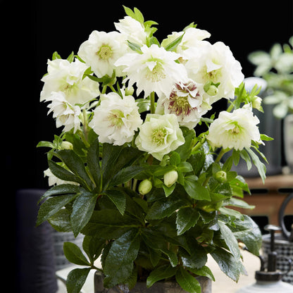 Buitenplant 2x Helleborus orientalis 'Double Ellen White' - Groenblijvend - Pot Ø 14cm Hoogte ↕ 35cm