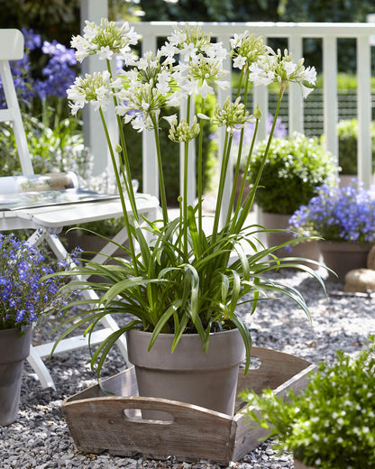 Buitenplant - Agapanthus 'Ever White' - Bloeiend - Pot Ø 19cm Hoogte ↕ 30cm