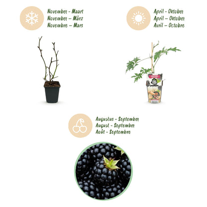 Buitenplant 6x Rubus Thornless Evergreen - Groenblijvend, Winterhard - Pot Ø 9cm Hoogte ↕ 25cm