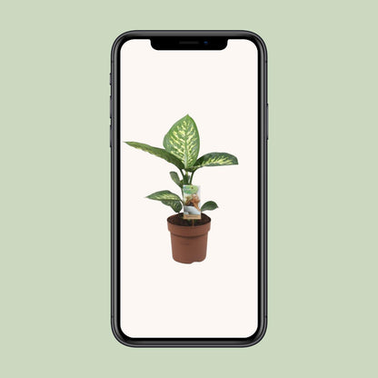 Kamerplant - Dieffenbachia Tropic Snow - Pot Ø 17cm Hoogte ↕ 60cm