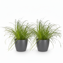 Kamerplant 2x Cyperus alternifolius Zumula - Kattengras - Pot Ø 12cm Hoogte ↕ 20cm
