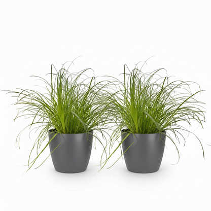 Kamerplant 2x Cyperus alternifolius Zumula - Kattengras - Pot Ø 12cm Hoogte ↕ 20cm