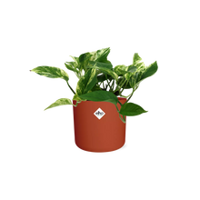 Kamerplant - Scindapsus (Epipremnum) Marble Queen - Pot Ø 14cm