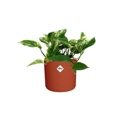 Kamerplant - Scindapsus (Epipremnum) Marble Queen - Pot Ø 14cm