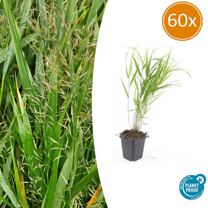 Buitenplant 60x Hakonechloa macra - Siergrass - Pot Ø 9cm Hoogte ↕ 10-25cm