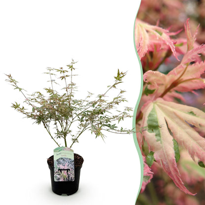 Buitenplant - Acer palmatum 'Iyoshi' - Roze - Bladverliezend - Pot Ø 19cm Hoogte ↕ 70cm