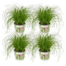 Kamerplant 4x Cyperus Alternifolius (Kattengras) - Pot Ø 12cm Hoogte ↕ 20cm