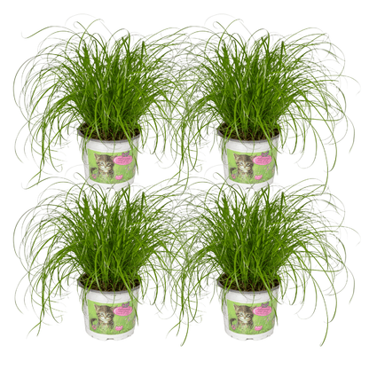 Kamerplant 4x Cyperus Alternifolius (Kattengras) - Pot Ø 12cm Hoogte ↕ 20cm