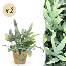 Kamerplant 2x Phlebodium aureum Blue Star - Blauwe Varen - Pot Ø 12cm Hoogte ↕ 25cm