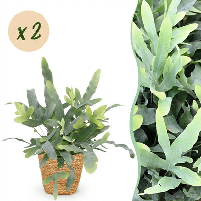 Kamerplant 2x Phlebodium aureum Blue Star - Blauwe Varen - Pot Ø 12cm Hoogte ↕ 25cm