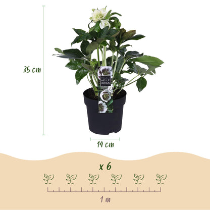 Buitenplant 2x Helleborus orientalis 'Double Ellen White' - Groenblijvend - Pot Ø 14cm Hoogte ↕ 35cm
