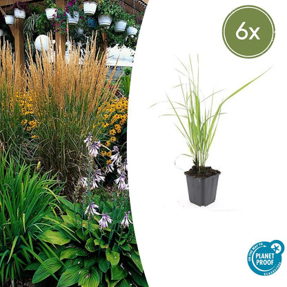 Buitenplant 6x Calamagrostis acut. 'Karl Foerster' - Pot Ø 9cm Hoogte ↕ 10-25cm