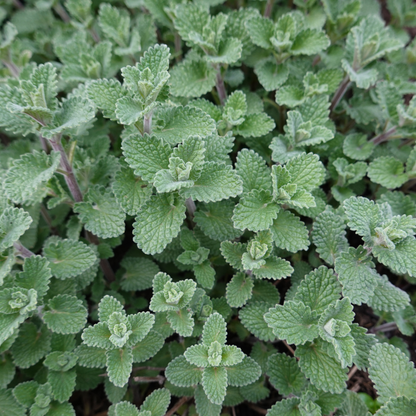 24x Nepeta faassenii - ↕10-25cm - Ø9cm