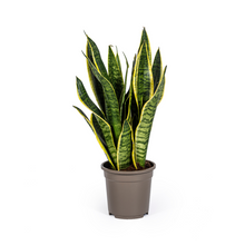 Kamerplant - Sansevieria Trifasciata Futura Superba - Pot Ø 17cm Hoogte ↕ 45-55cm