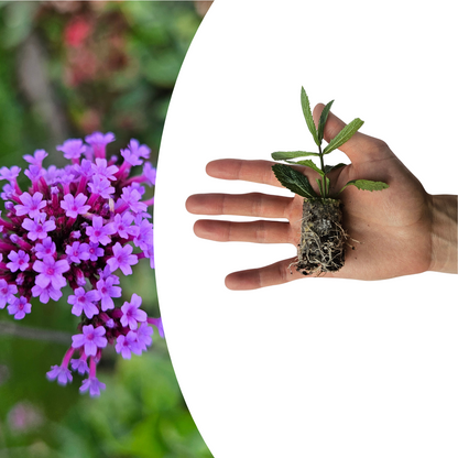 Buitenplant 6x Verbena - Bloeiend - Balkonplant