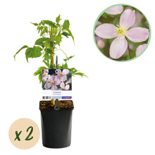 Buitenplant 2x Clematis montana Rubens - Klimplant - Vroegbloeiend - Pot Ø 11cm Hoogte ↕ 40cm