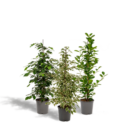 Kamerplant 3x Ficus - Benjamina Danielle, Twilight & Moclame - Pot Ø 21cm Hoogte ↕ 95cm