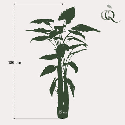 XL Kunstplant - Alocasia Olifantsoor - Hoogte ↕ 180cm