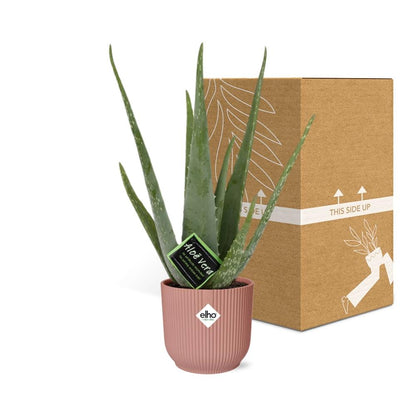 Kamerplant - Aloe Vera - Pot Ø 14cm Hoogte ↕ 12cm